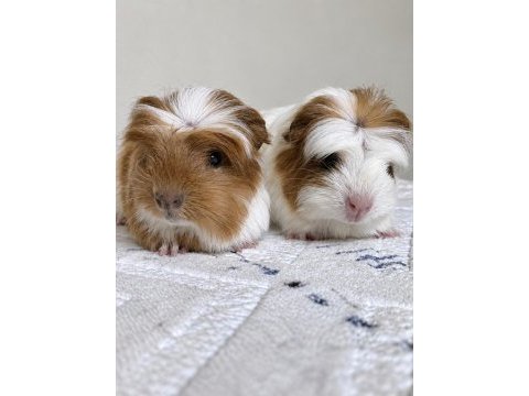 Safkan coronet guinea pig bebekler