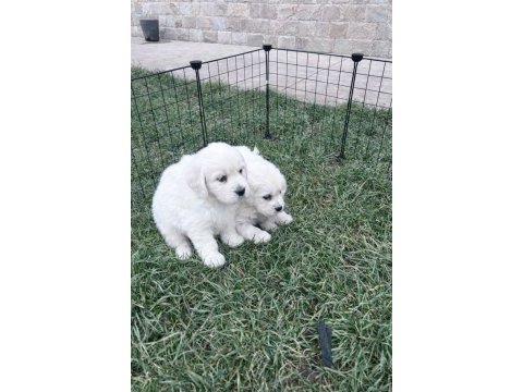Scrli golden baby face golden retriever