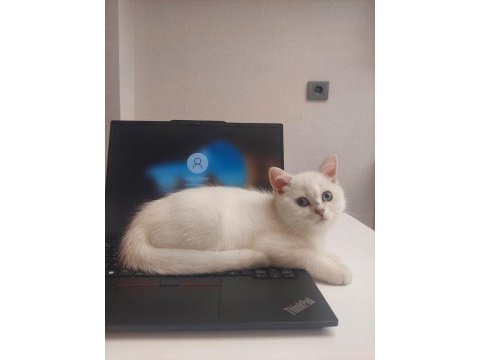 Oyun delisi british shorthair fehmican