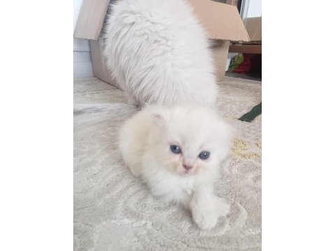 Scottish fold long hair yavruları