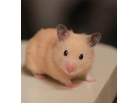 Hamster yavrular