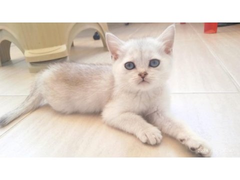 British shorthair kardeşler manisa