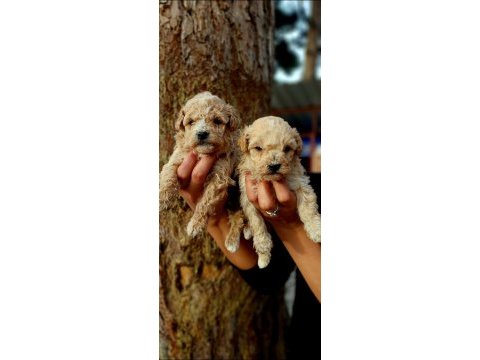 Toy poodle