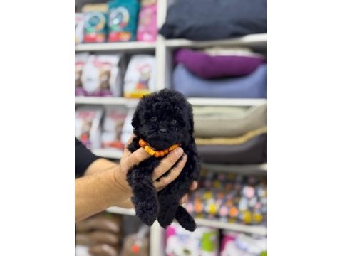 2 aylık siyah erkek maltipoo yavru