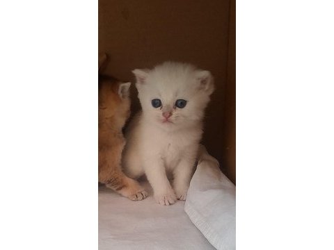 1 aylık pamuk british shorthair