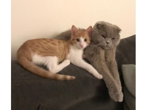 Sevecen minnoş bir kediyi ücretsiz sahiplenin