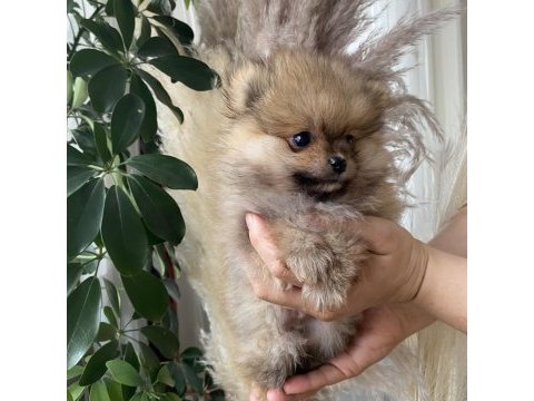 Pomeranian boo yavrumuz yeni yuvasını arıyor