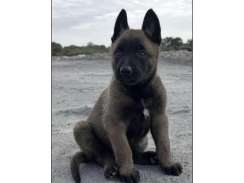 Malinois belçika kurdu köpeği