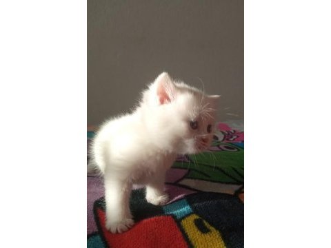 Son beyaz ayı surat british shorthair bebeğimiz
