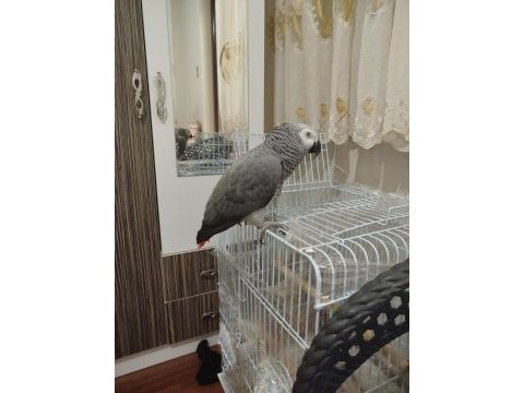 Full evcil 1.5 yaş el besleme jako papağanı
