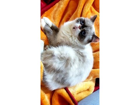 3 yaşında güzel iran kedisi kızım