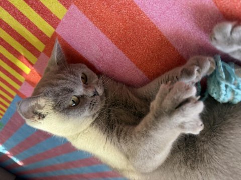 British shorthair dişi