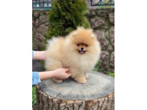 Mersin pomeranian yavrular