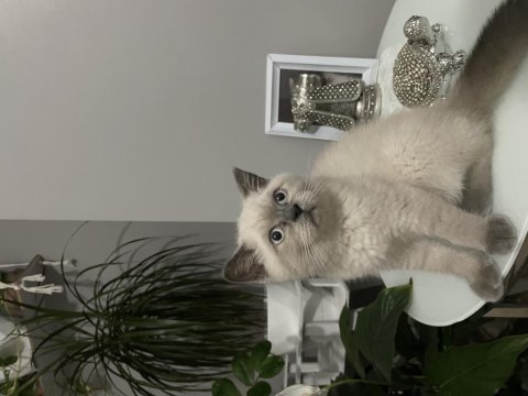 Yavru british shorthair yeni yuvasına hazır