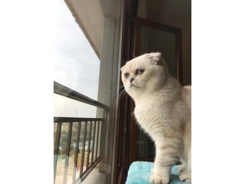 Scottish fold ve british yavrularımız 40 günlük