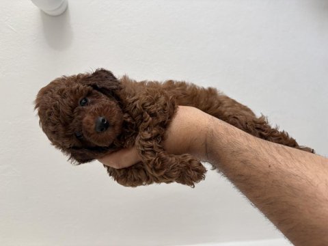 Toy poodle teslime hazır dişi erkek yavrular