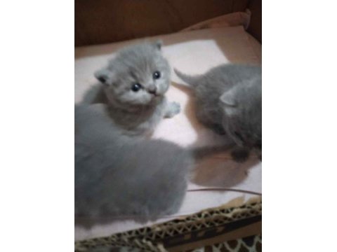 2 aylık british shorthair