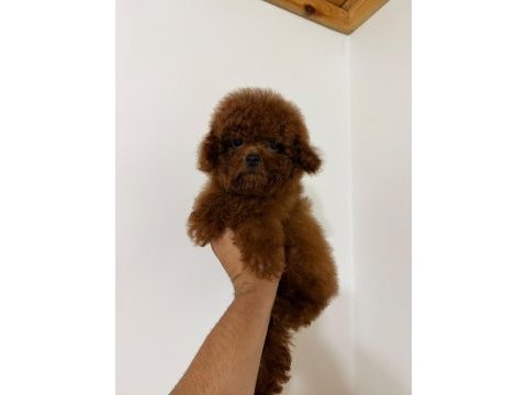 Kore red brown yavrular