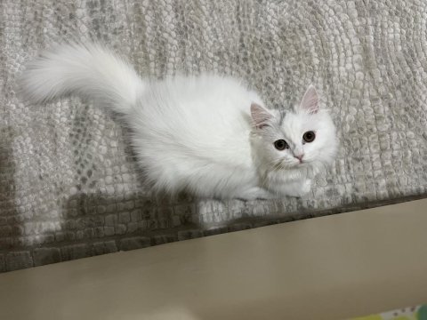Kedimiz leydiye güzel bakacak bir aile arıyorum