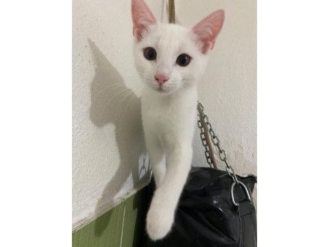 2 tane sahiplendirilecek kedilerimiz