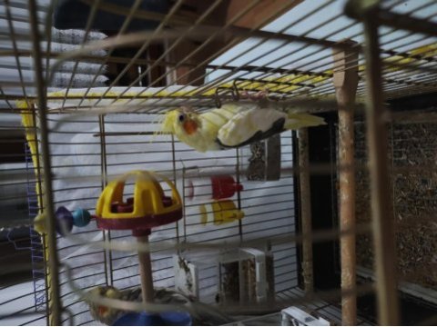 Çift sultan papağanı