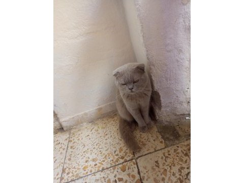 Evcil eğitimli çok akıllı kedimiz