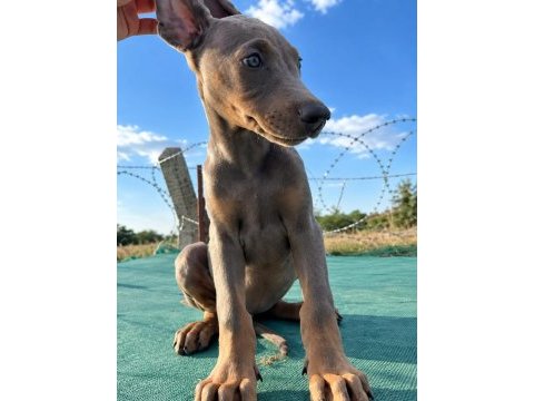 Avrupadan özel gelen melanistic dobermanlar