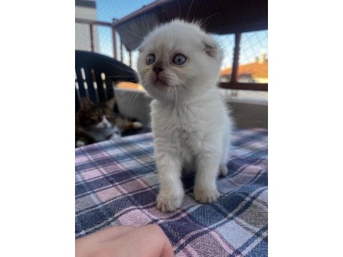2 aylık tatlı scottish fold kızım