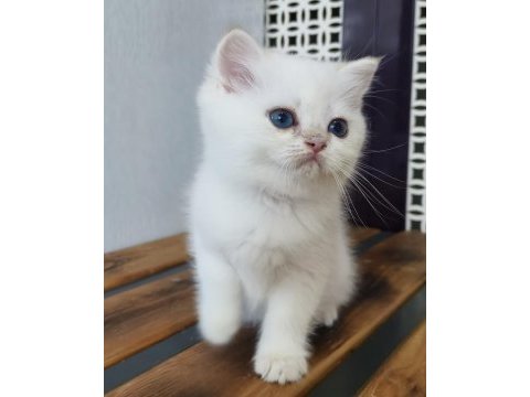 British shorthair ny12 33 erkek