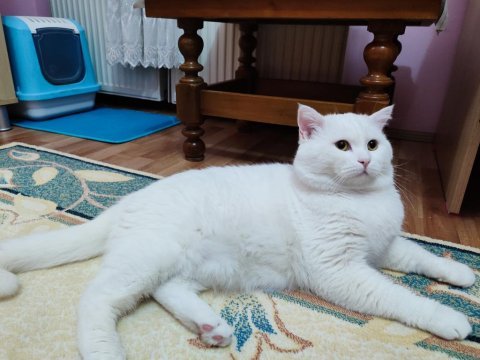 Koca kafa british longhair behlül