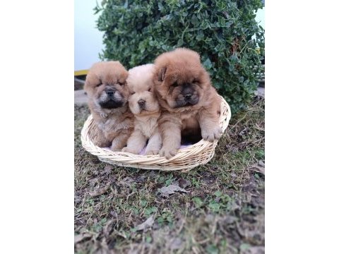 Mükemmel kalitede ayı surat chow chow (çin aslanı)