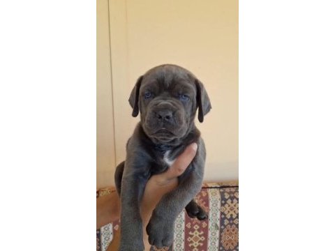 Orjinal cane corso