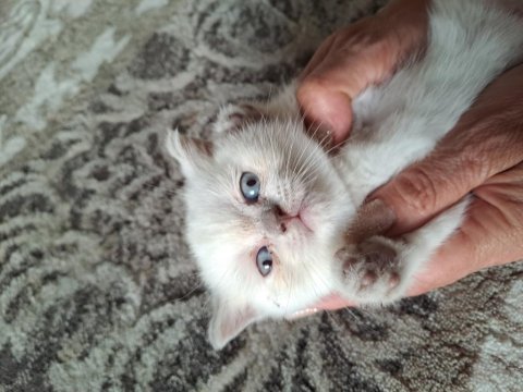 1.5 aylık british blue point