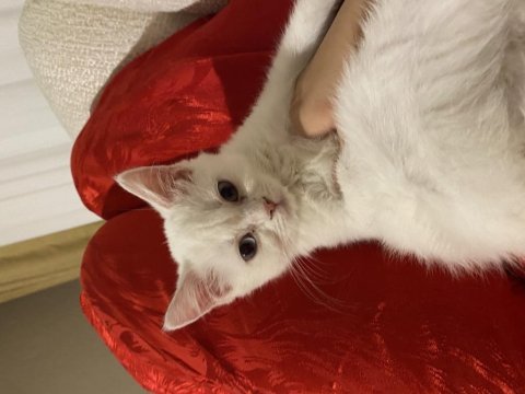 British shorthair inci tanem yeni yuvasını arıyor