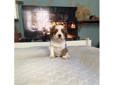 A kalite ırk ve sağlık garantili cavalier king charles