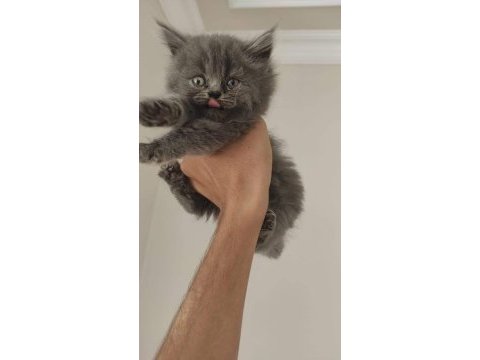British longhair oğlumuzu acil sahiplendiriyoruz