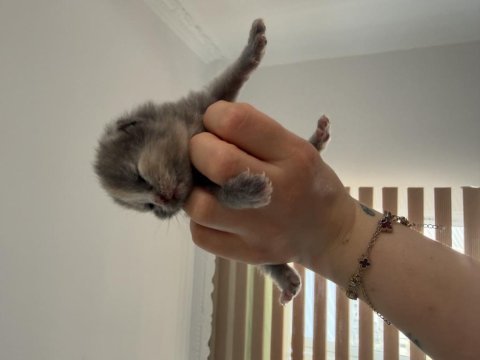 Bebek kedilerimiz yeni yuvasını arıyor