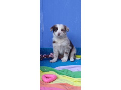 Kızıl merle inanılmaz güzellikte border collie yavrular