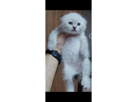 Scottish fold kedisi için ulaşınız
