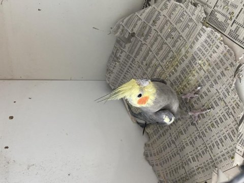 Full evcil marş söyleyen sultan papağanı