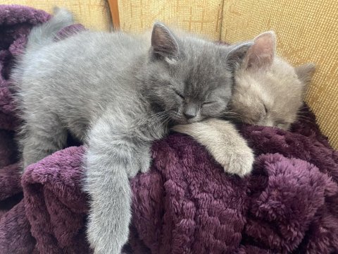 British shorthair yavruları