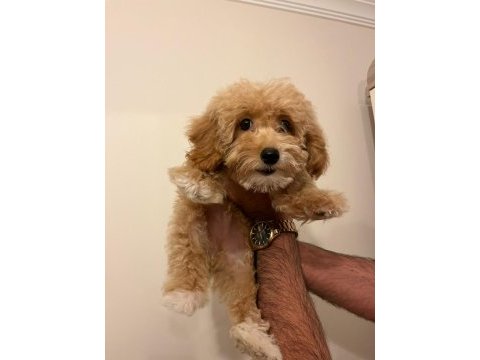 A class maltipoo yavrular