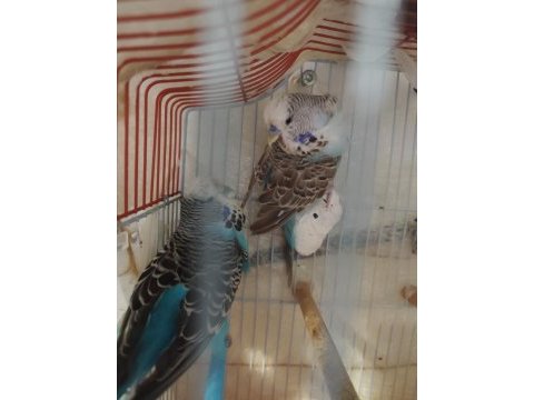 1 çift jumbo muhabbet kuşu