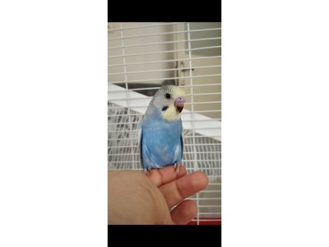 Konuşturmak isteyenlere bebek muhabbet kuşu