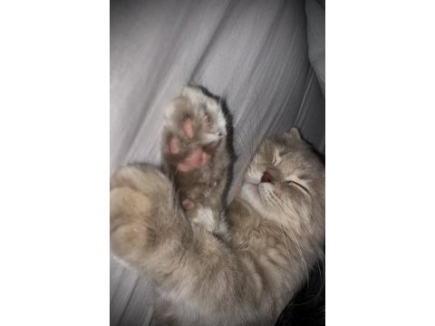 Scottish fold