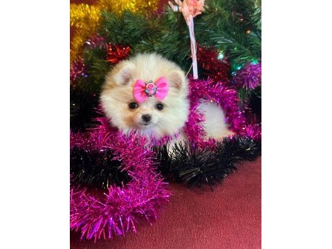 Mini boy pomeranian boo