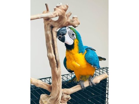 10 aylık macaw papağanımız