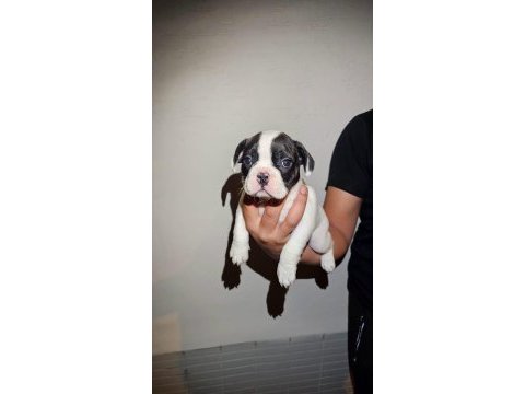 50 günlük maskeli french bulldog oğlumuz