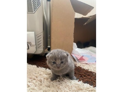 22 günlük british shorthair yavrularım
