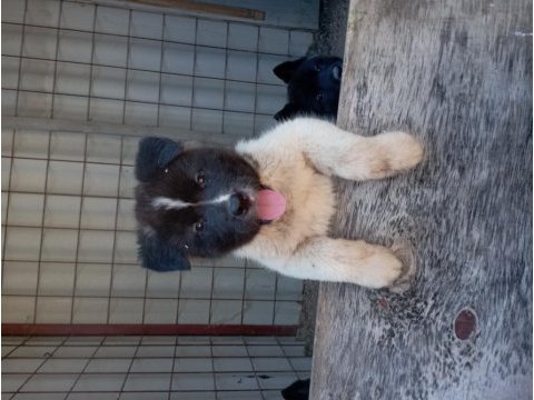 Amerikan akita yavru